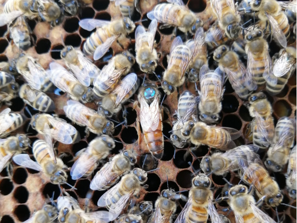 queen bee with her entourage