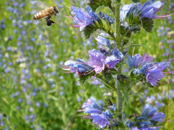 a bee collecting pollen from viper's bugloss