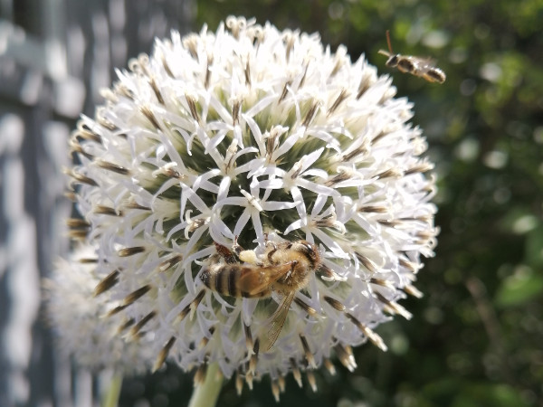 a worker bee on a globe thistle flower